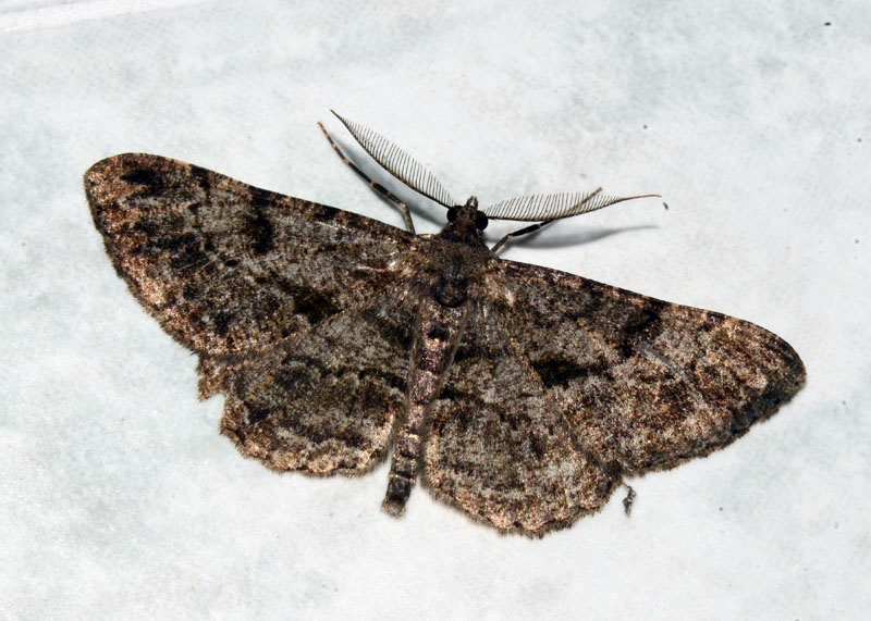 Geometridae Peribatodes
